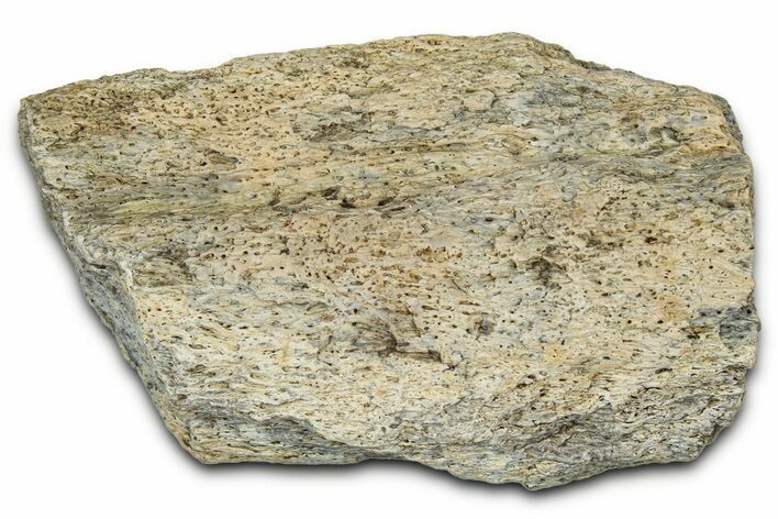 Dinosaur (Triceratops) Frill Shield Section - Montana #348065